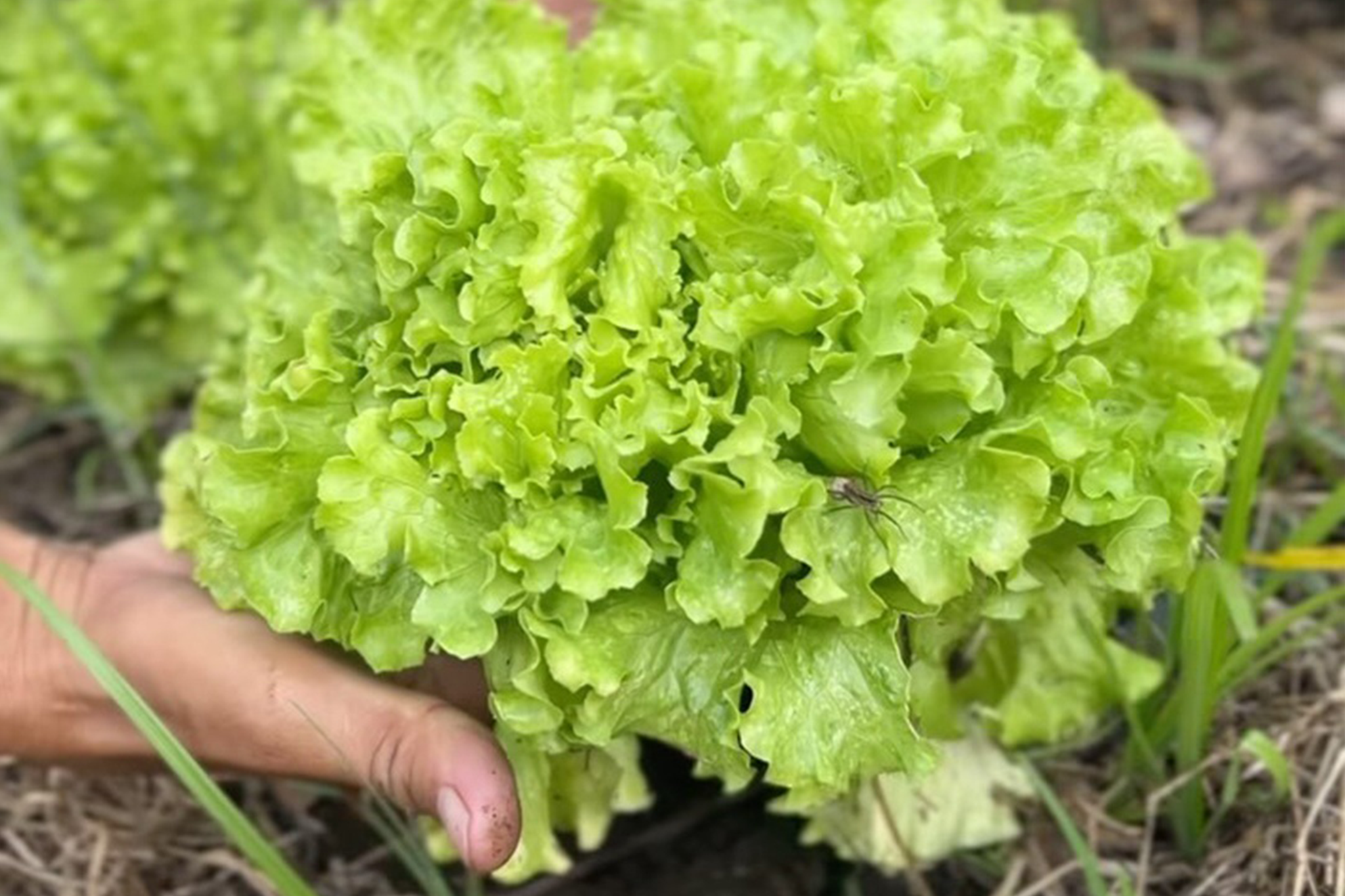 Pasture Lamb product