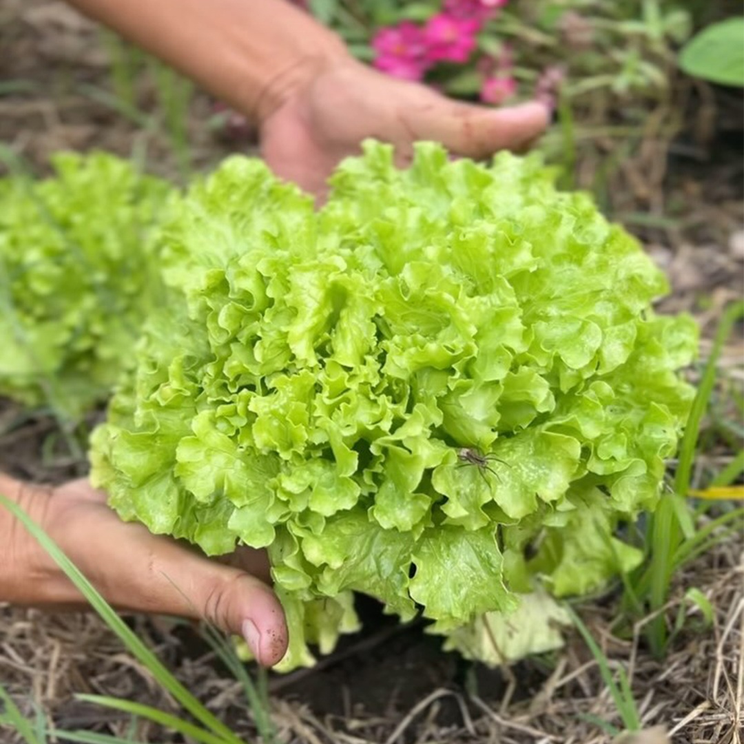 Lush vegetable garden with various organic produce