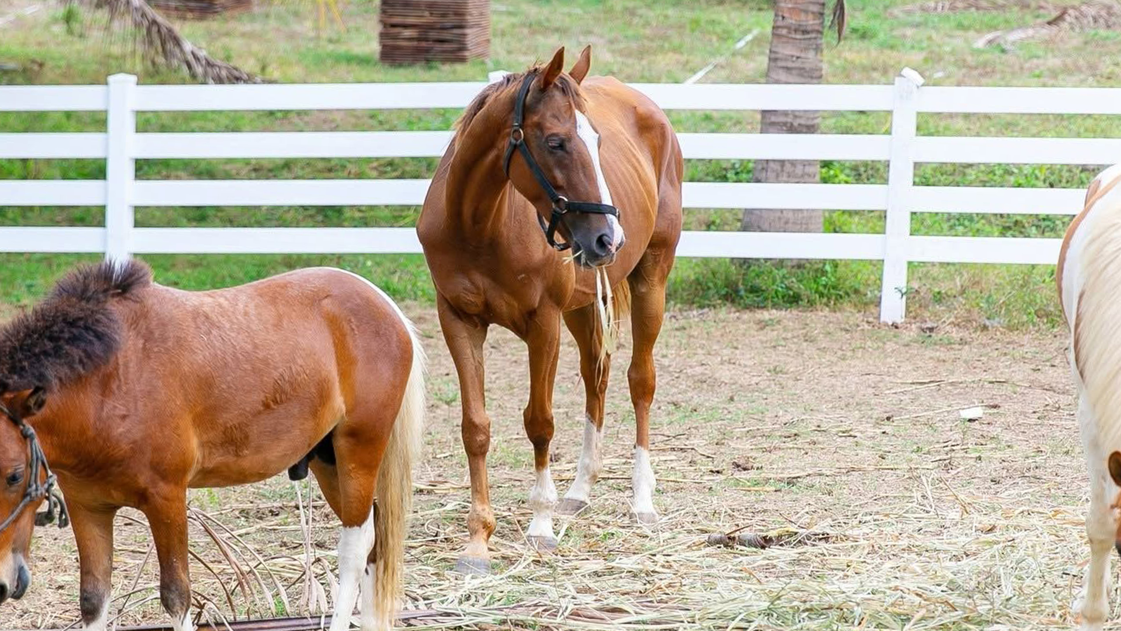 Heritage Pork product